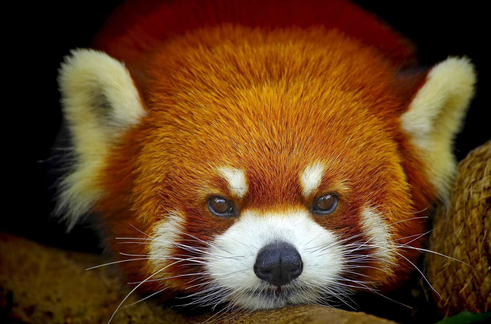 El panda rojo se encuentra en riesgo de extinción