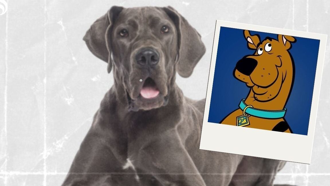 El Verdadero Origen de Scooby Doo: ¿Qué Raza de Perro Es?