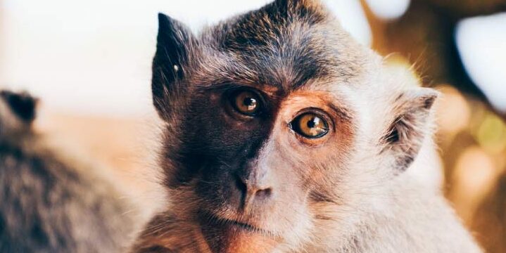 ¿Es legal poseer un mono en España?