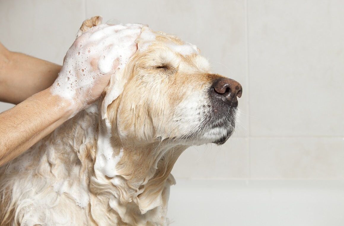 ¿Es recomendable bañar a tu mascota con shampoo para humanos?