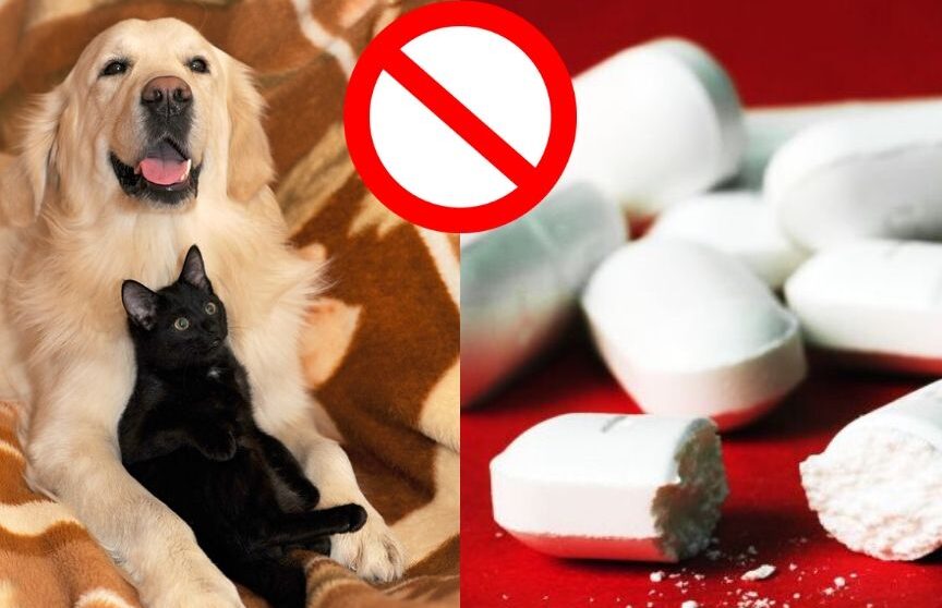 ¿Es seguro administrar paracetamol a los perros?