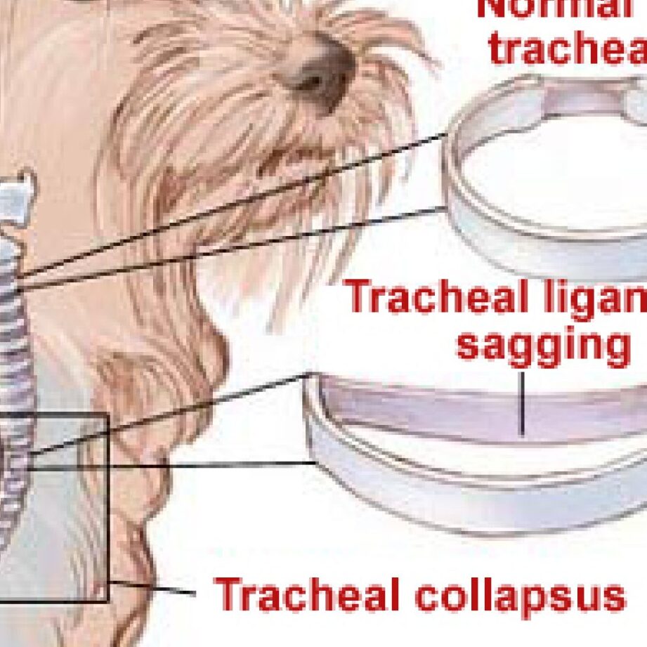 Consejos para aliviar el colapso traqueal en perros