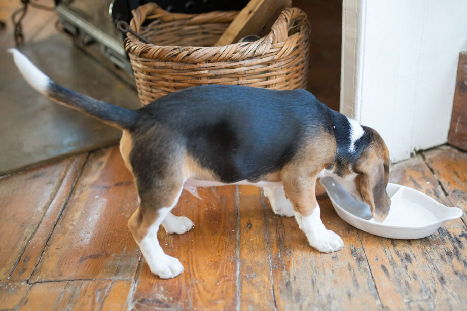 Evita el desparasitamiento innecesario de tu perro: Cómo prevenir el vómito