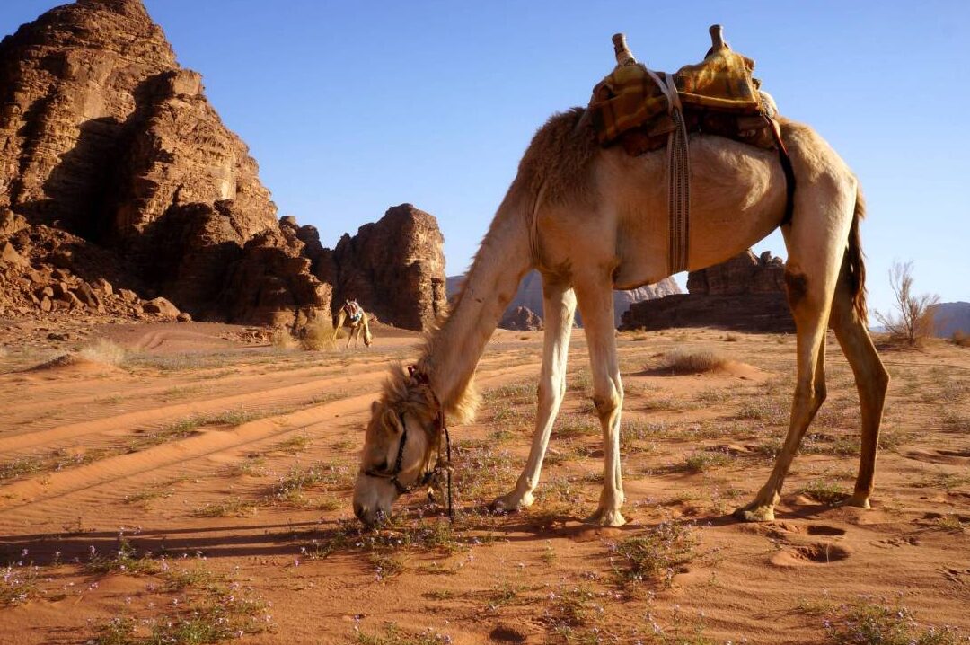 La Dieta de los Camellos de los Reyes Magos
