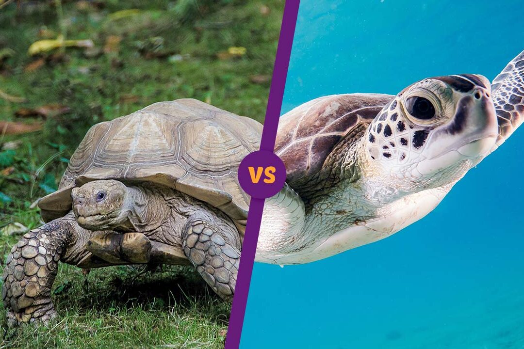 La Diferencia Entre Tortugas de Agua y Tortugas de Tierra