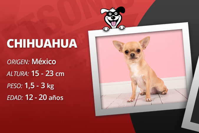 La Historia de los Perros Chihuahua