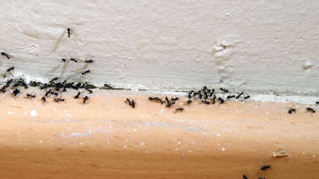 La invasión de hormigas con alas en tu hogar durante el verano