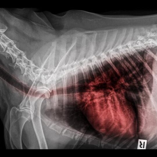 La lucha contra el edema pulmonar: ¿Cuánto aumenta la esperanza de vida de un perro?