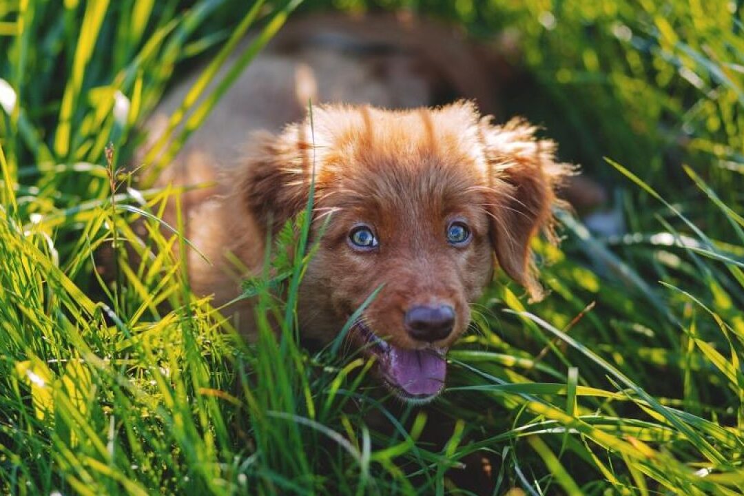 Los Beneficios de la Hierba del Perro para tu Mascota