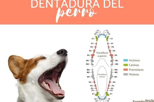 La secuencia de caída de dientes en cachorros