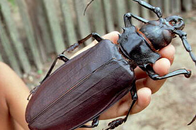 Los Escarabajos más Grandes del Mundo: Explorando el Género