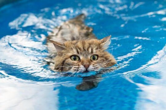 Los gatos no son todos los mismos: Por qué les gusta el agua