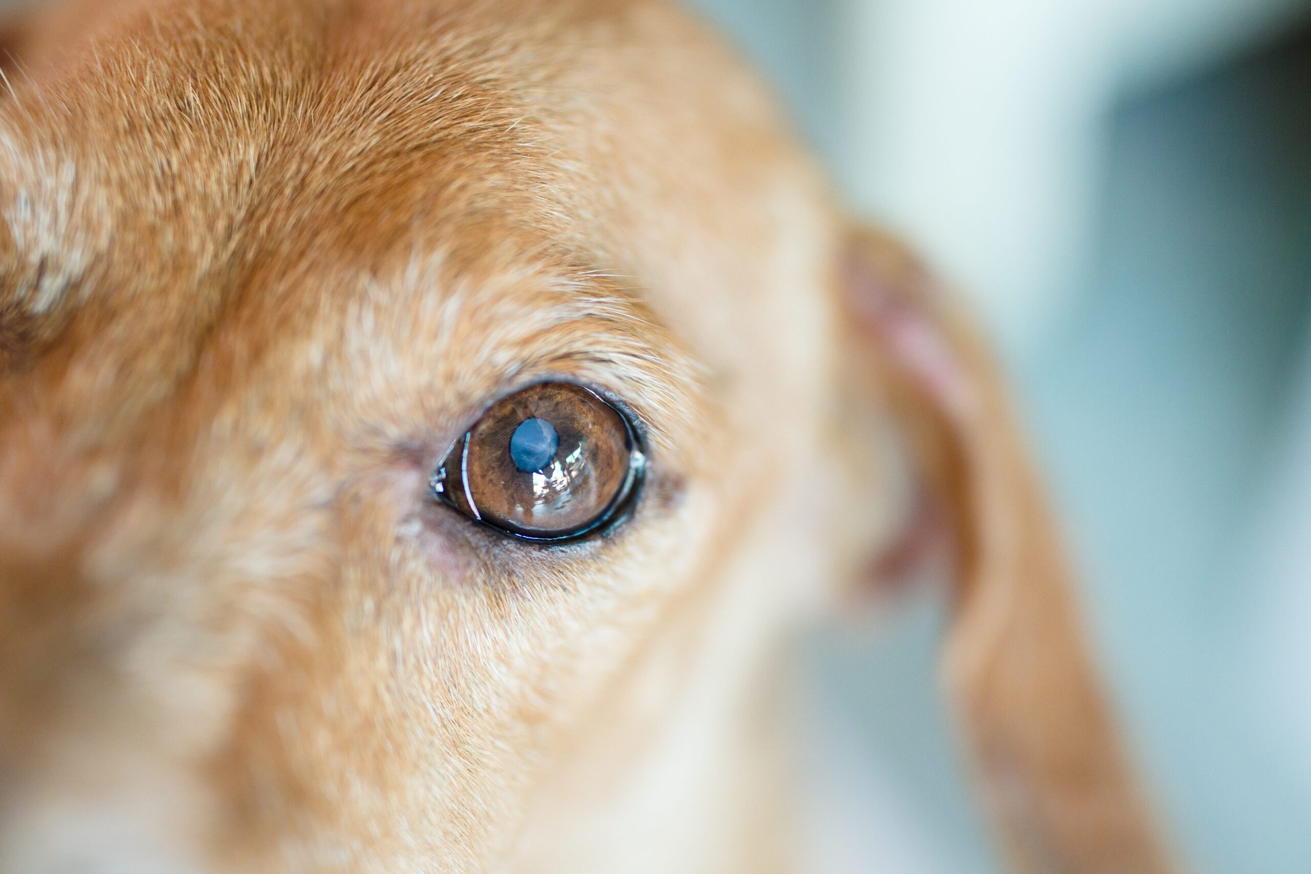 los-ojos-de-los-perros-como-detectar-y-tratar-las-cataratas