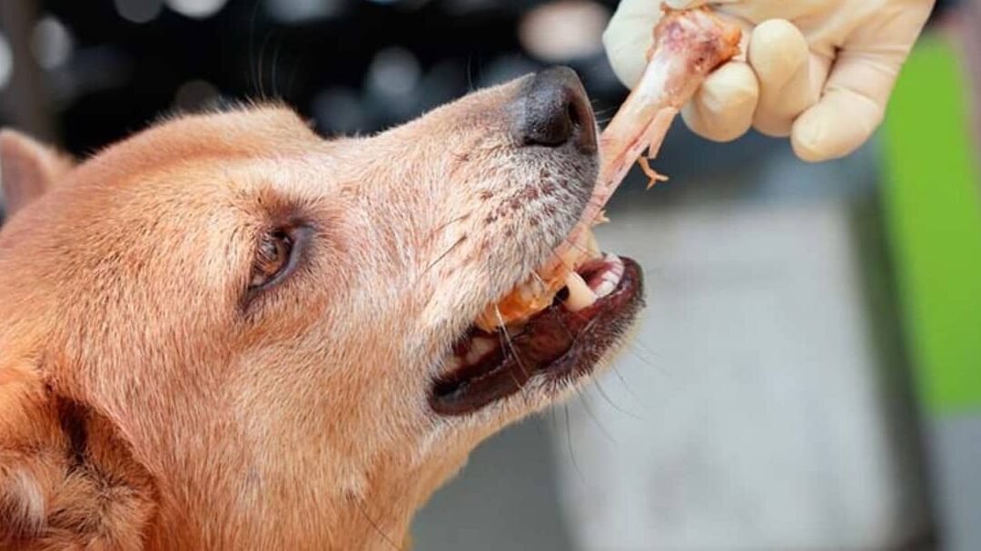 los-perros-deben-evitar-los-huesos-de-pollo