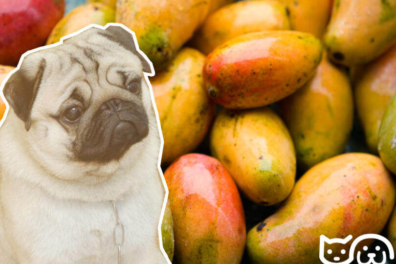Los perros no deben comer mangos: Cuidado con los peligros para la salud