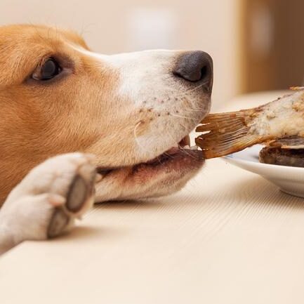 ¿Los Perros Pueden Comer Pescado?