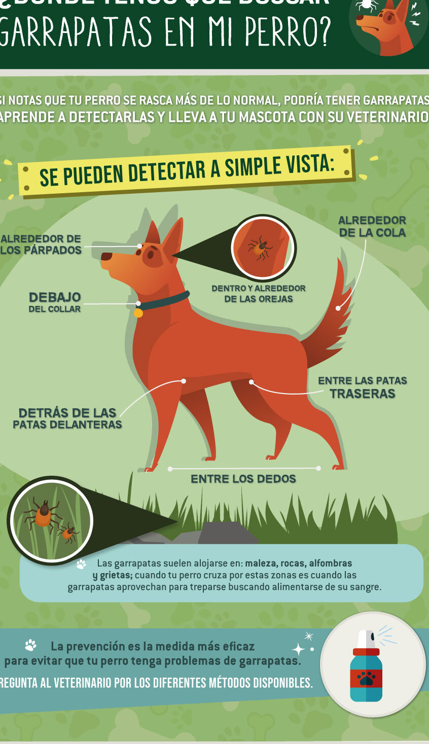 Mantén a tu perro a salvo con la inyección contra garrapatas y pulgas