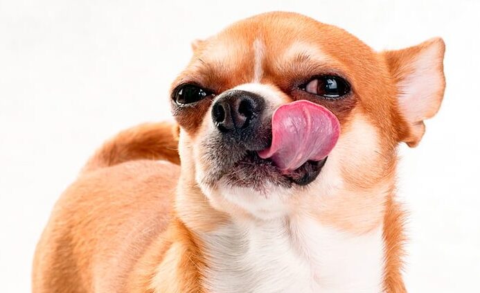 mi-perro-no-puede-detenerse-de-sacar-y-meter-la-lengua