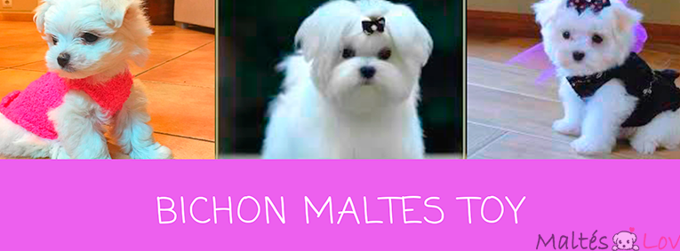 Mira cómo el pelo de un cachorro Bichón Maltés cambia a medida que crece
