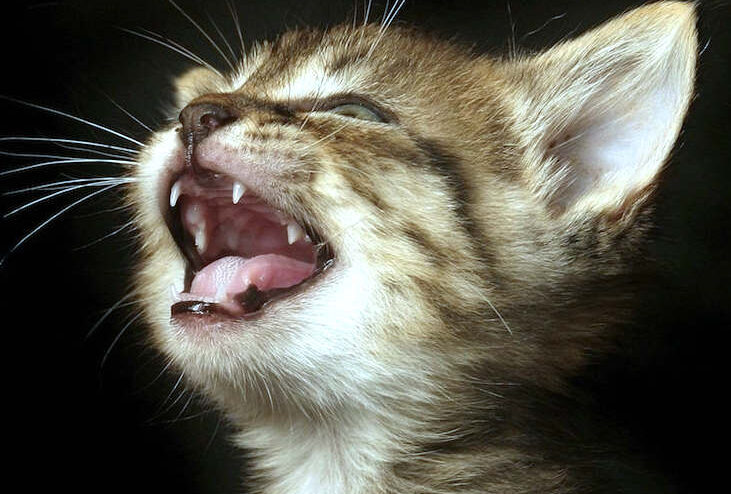 Mira cómo los gatitos crecen cuando le salen los dientes