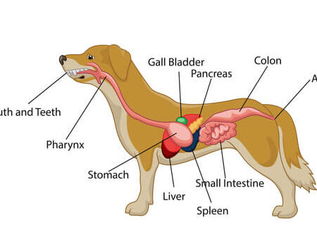 Misterio ¿Qué hay en el estómago de mi perro?