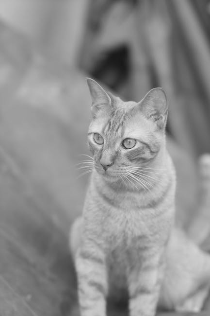 ¿Cómo detectar los síntomas de un gato con un trastorno estomacal?