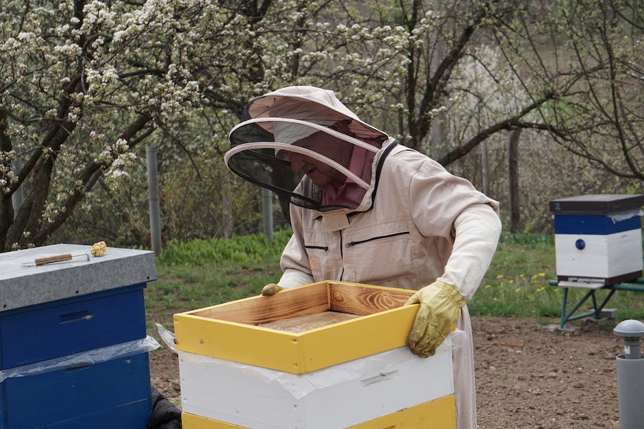 Consejos para atraer abejas a una colmena vacía