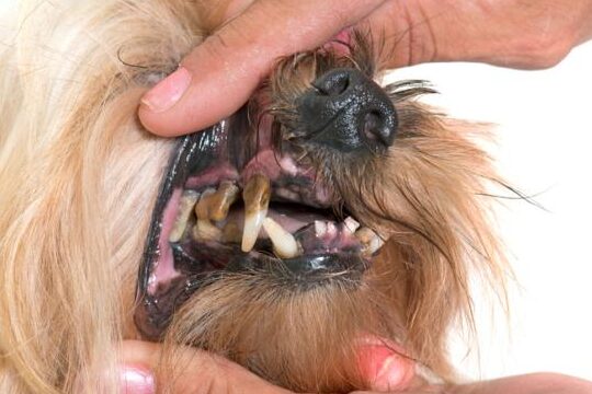 Wow Mi perro se le cayó un diente y está sangrando