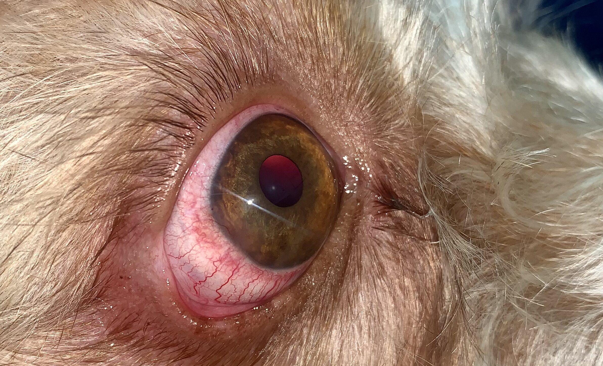 ¿Por qué los ojos de los perros se vuelven rojos?