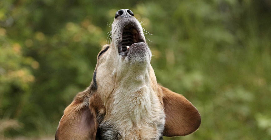 ¿Por qué los perros aullan con sonidos agudos?