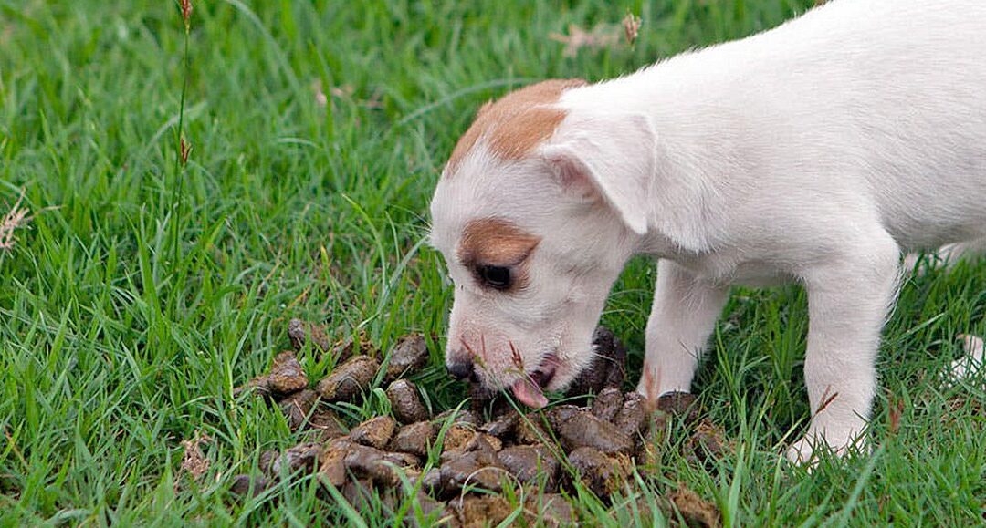 ¿Por qué los perros se comen su propia caca?