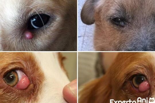 ¿Por qué los perros tienen bolas en sus ojos?
