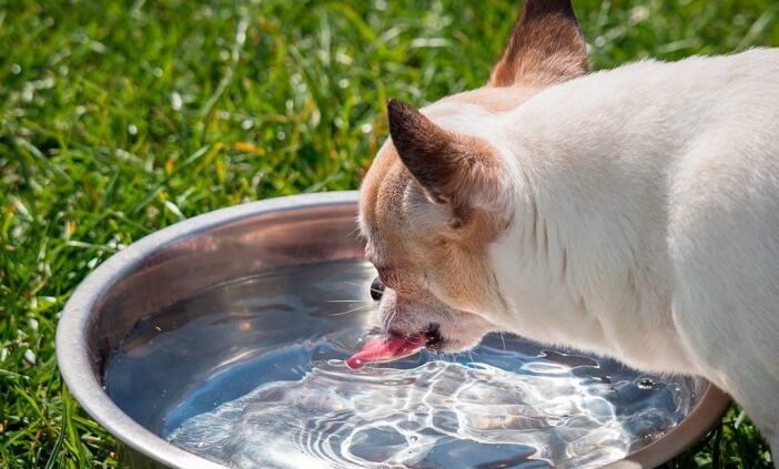 ¿Por qué mi perro bebe tanta agua y se rasca tanto?