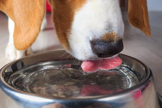 ¿Por Qué tu Perro está Bebiendo Excesiva Cantidad de Agua?