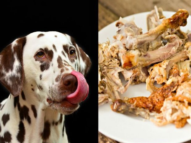 Puedo alimentar a mi perro con huesos de pollo?