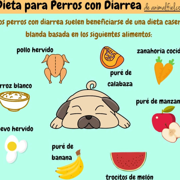 ¿Qué Alimentos Puedo Ofrecer A Mi Perro Si Tiene Diarrea?