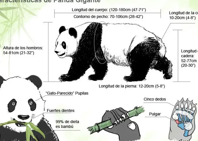 ¿Qué características únicas tienen los pandas que los diferencian de otros animales?