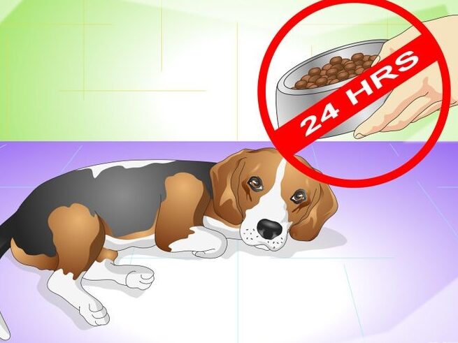 ¿Qué hacer cuando tu perro tiene malestar estomacal?