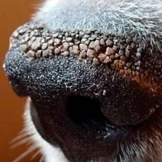 ¿Qué implicaciones hay cuando un perro tiene la nariz seca?
