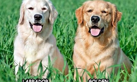 ¿Qué Perro Es Mejor para Vivir en un Apartamento: Labrador o Golden Retriever?