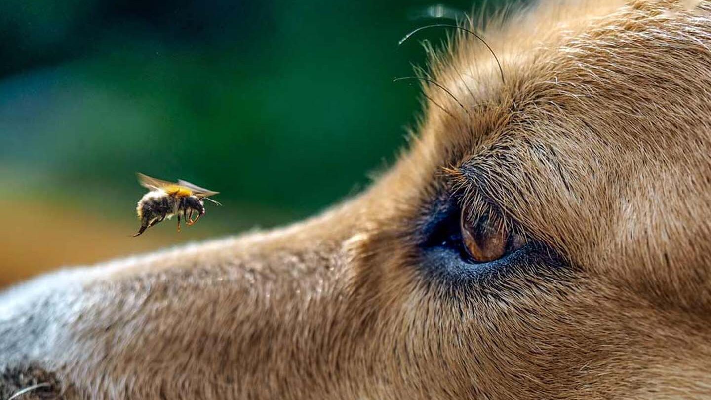 ¿Qué riesgos hay si mi perro se come a una abeja?