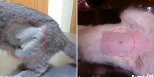 ¿Qué señales indican una complicación después de la esterilización de una gata?