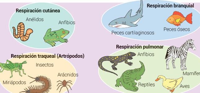 ¿Qué tipo de respiración poseen los reptiles?