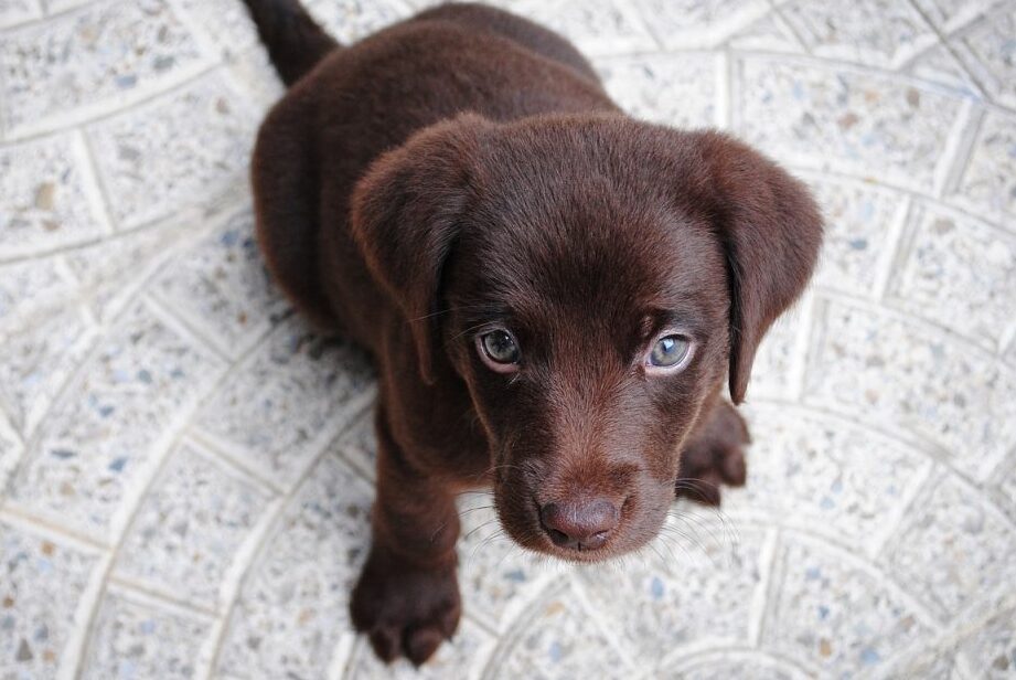 Regalando Perros Labradores de Color Chocolate: Una Deliciosa Sorpresa
