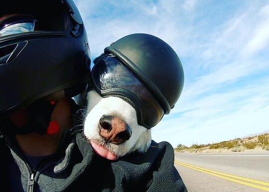 Sí Pasea a tu Perro en Moto y Descubre Nuevas Aventuras