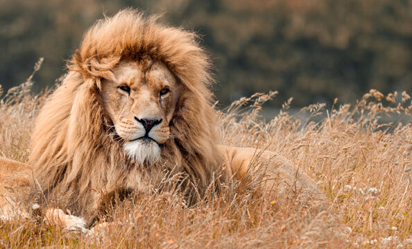 Sorprendente Soñar con un león persiguiéndote