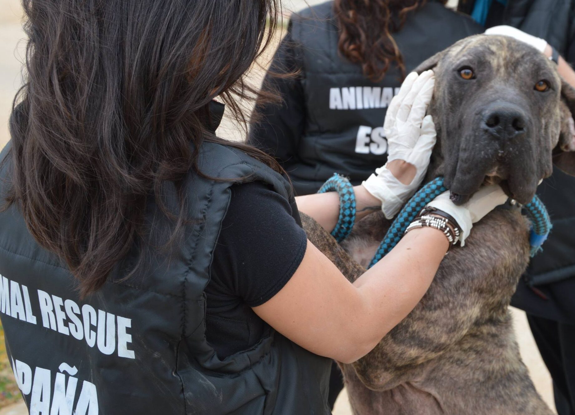 Unirse al Movimiento de Voluntariado en Refugios de Animales